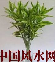 丰满十二生肖养什么植物最旺财运？你知道吗！